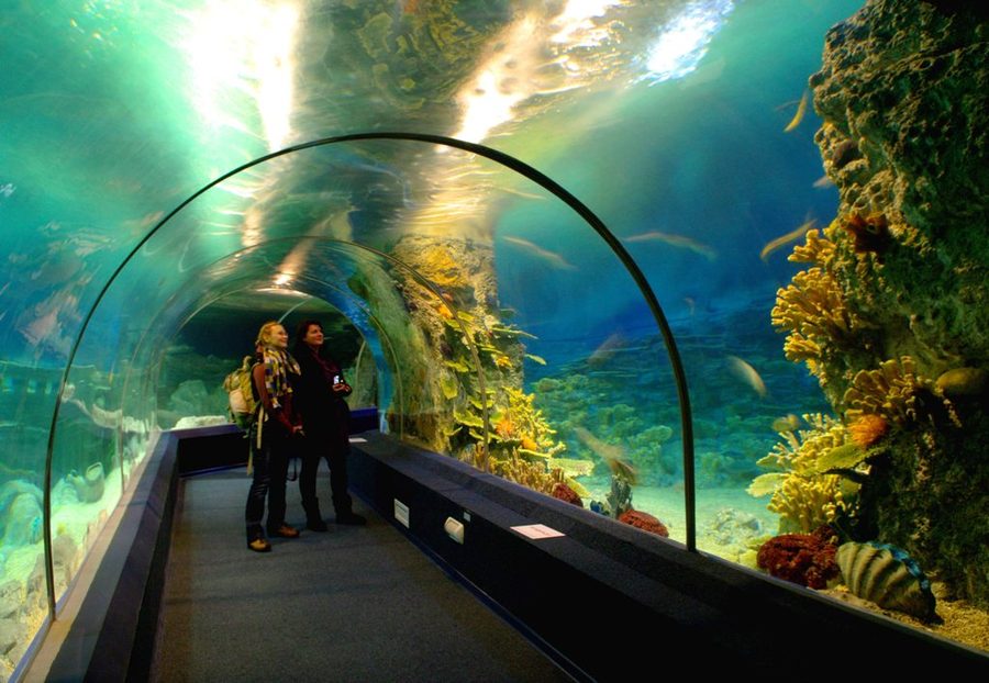Стеклянный тоннель океанариума Sochi Discovery World Aquarium — фото 1